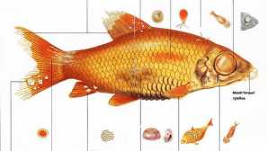 Риба в аквариума, какво да направя - описание